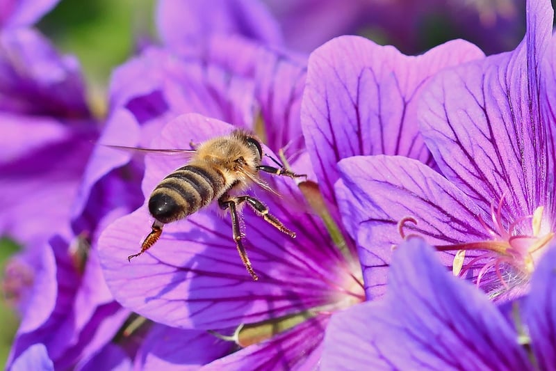 Bee-Friendly Landscaping